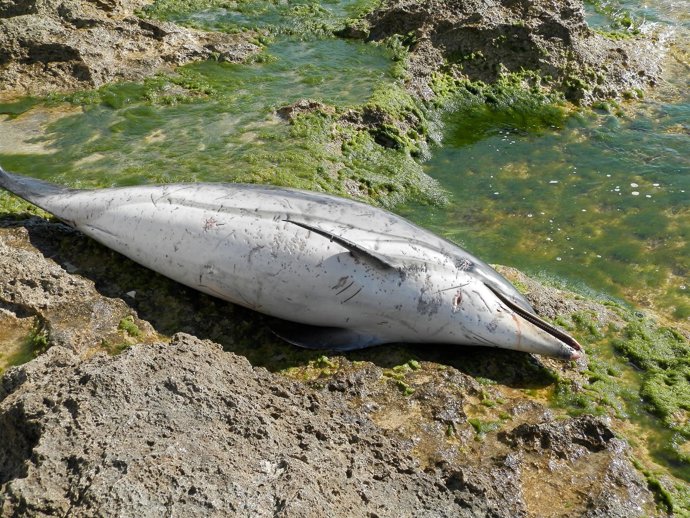 Ejemplar de delín listado encontrado muerto en Torrevieja 