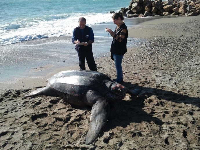 Varamiento De Una Tortuga Laud