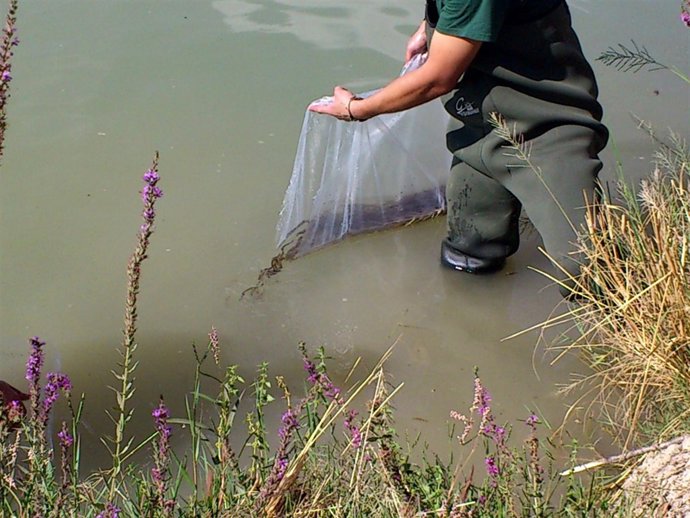 Suelta De Anguila Europea En El Río Guadalquivir