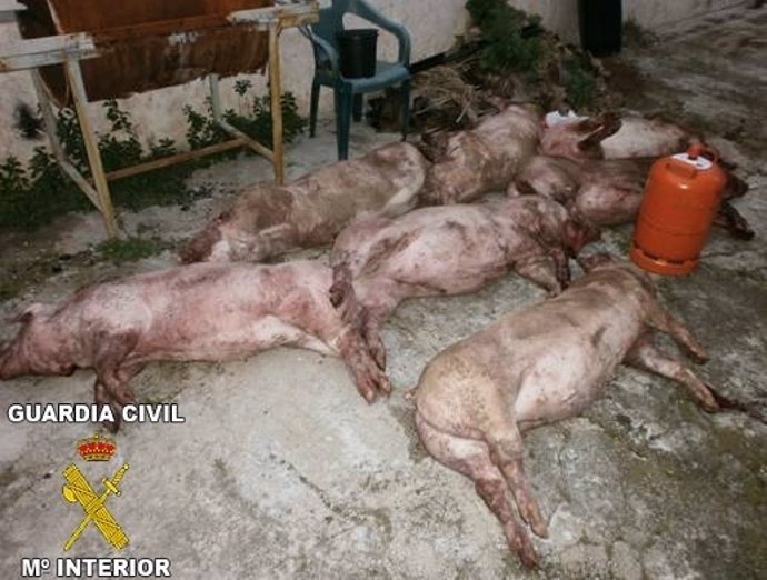Cerdos muertos sustraidos de una granja en Benigànim