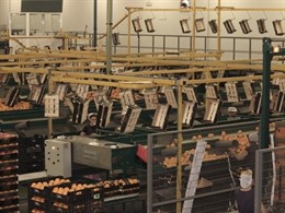 Máquina de naranjas de la empresa Frutas Kiko Huelva S.A.