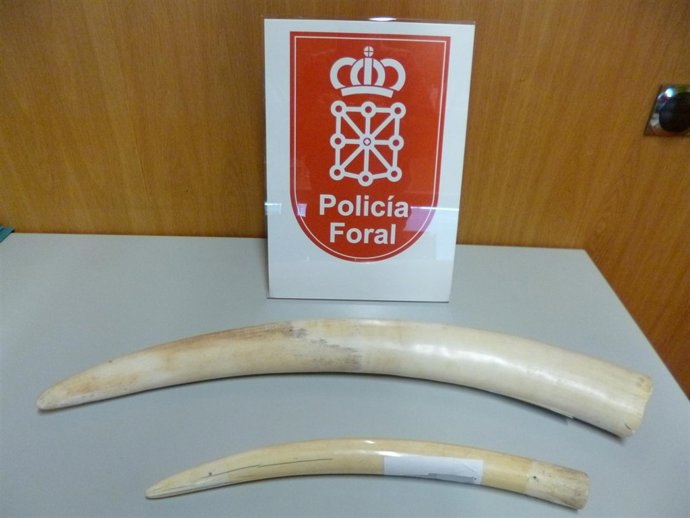 Colmillos decomisados.