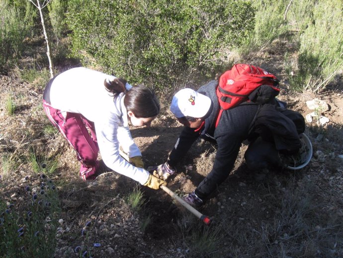 Replantación de árboles en Chera (Valencia)