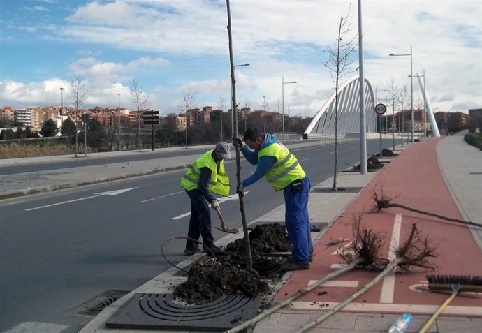 Plantación árboles Toledo