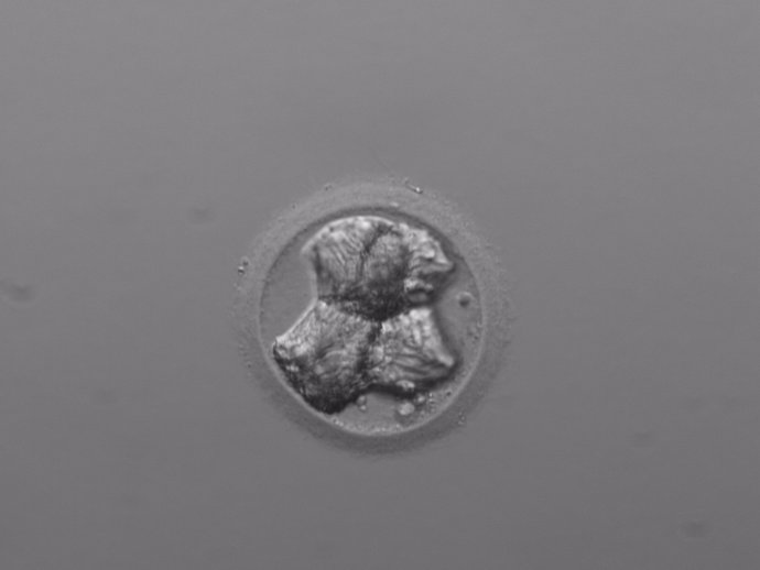 Embrión de dos días en proceso de vitrificación