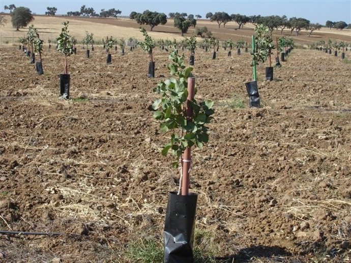 Plantación de pistacheros en Valsequillo