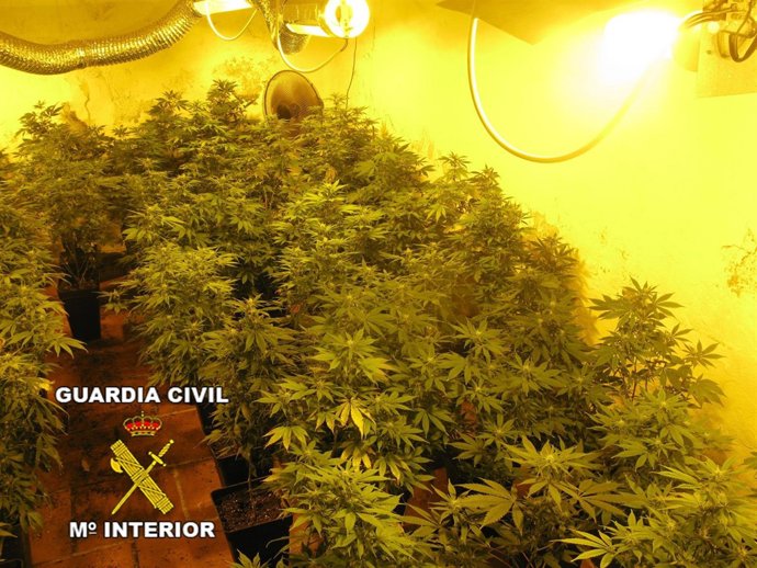 Plantas decomisadas en una operación de la Guardia Civil