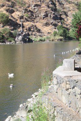 Patos en el río Tajo