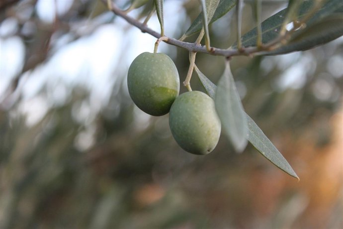 Aceitunas