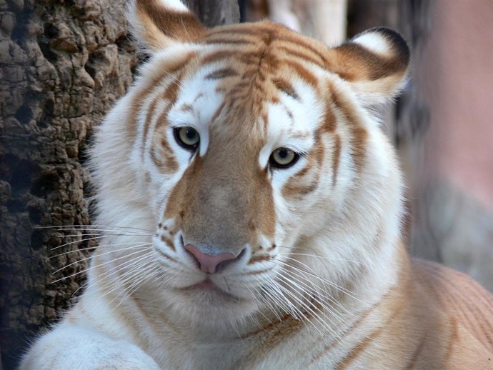 La tigresa dorada de nombre Dora llega al Zoo Aquarium de Madrid