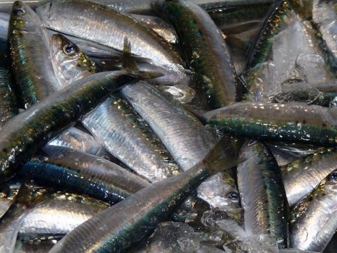 Sardinas De Málaga Pescado Fresco Pescador Mercado 