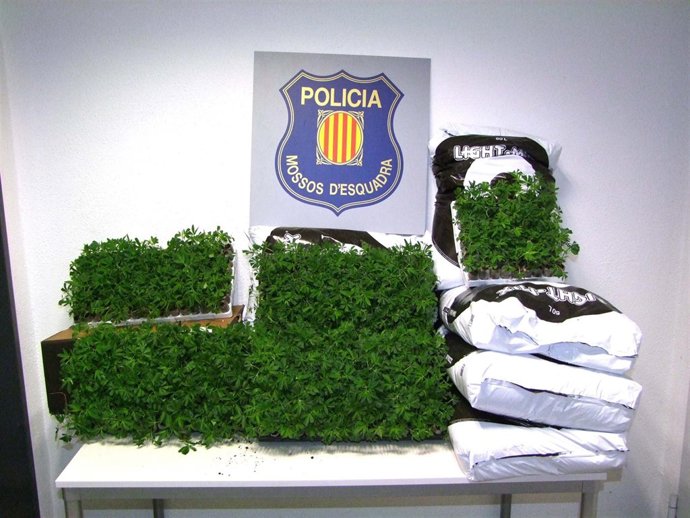 Plantas de marihuana decomisadas en Valls