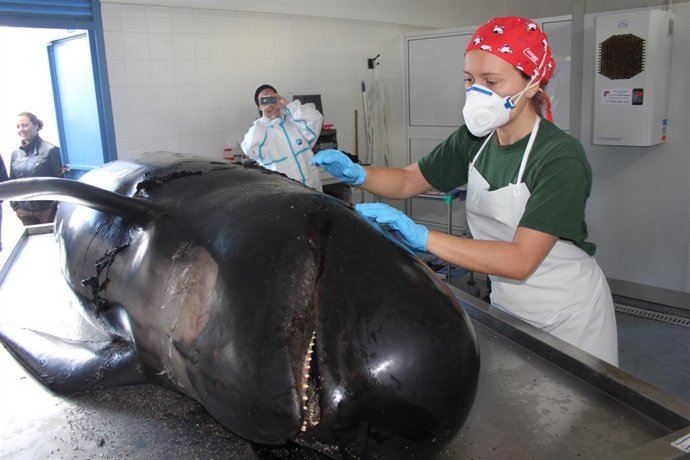 Necropsia de un calderón