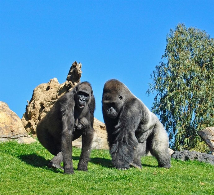 Ebo, primer bebé gorila nacido en Bioparc
