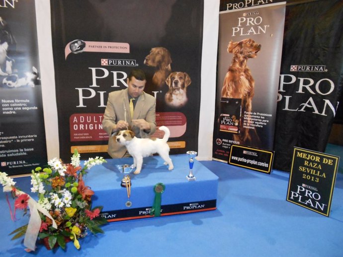 Exposición canina en Fibes 