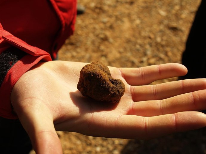 Trufa producida en la Escuela de Viticultura y Enología de Requena (Valencia). 
