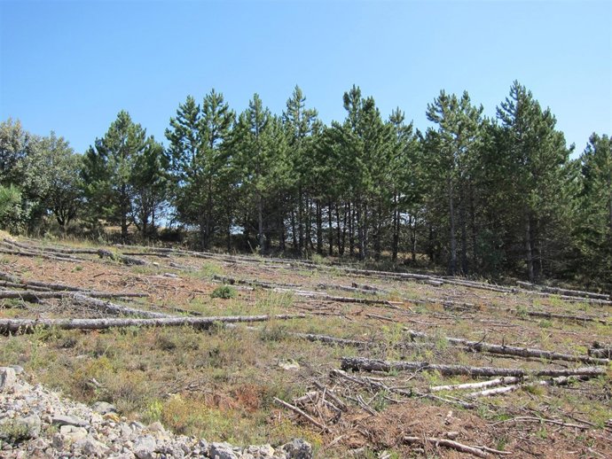 Pinos, Leña, Bosque, Incendio