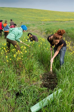 Trabajos de repoblacion en Somonte