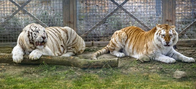 Los nuevos tigres del parque Sendaviva.
