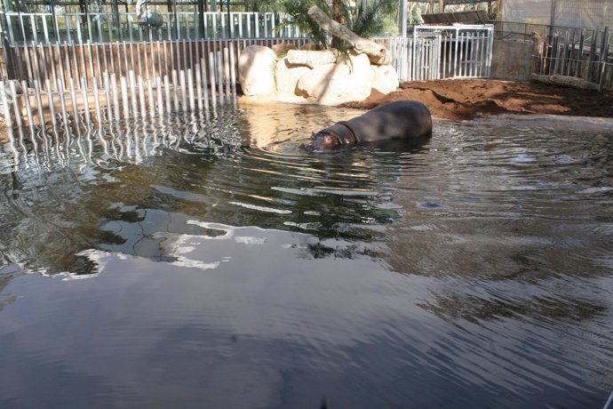 La nueva instalación de los hipopótamos en el Zoo de Barcelona 