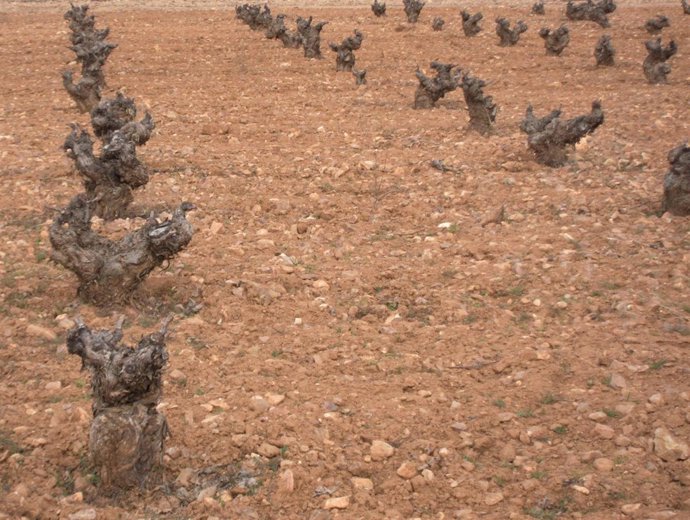 Campo, viña, cosecha, agricultura, cepa, vino