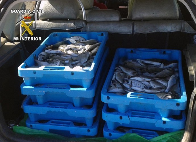 La Guardia Civil decomisa más de 100 kilos de doradas 