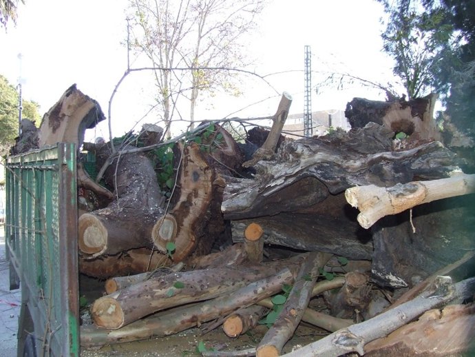 Imagen de la tala de árboles