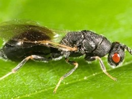 Avispilla de la almendra