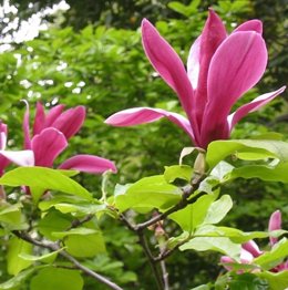 Magnolia Liliflora, del Real Jardín Botánico de Madrid