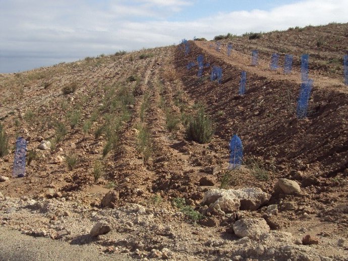 Estado actual de los plantones de la regeneración vegetal de Endesa en Carbonera