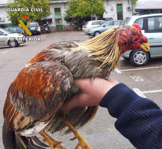 Gallo de pelea recuperado por la Guardia Civil en Córdoba