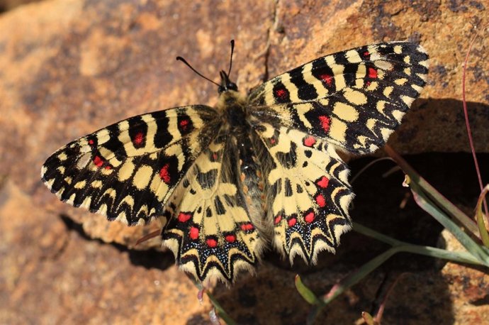 Una de las especies de mariposas del parque botánico
