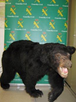El oso negro de Canada en proceso de naturalización intervenido