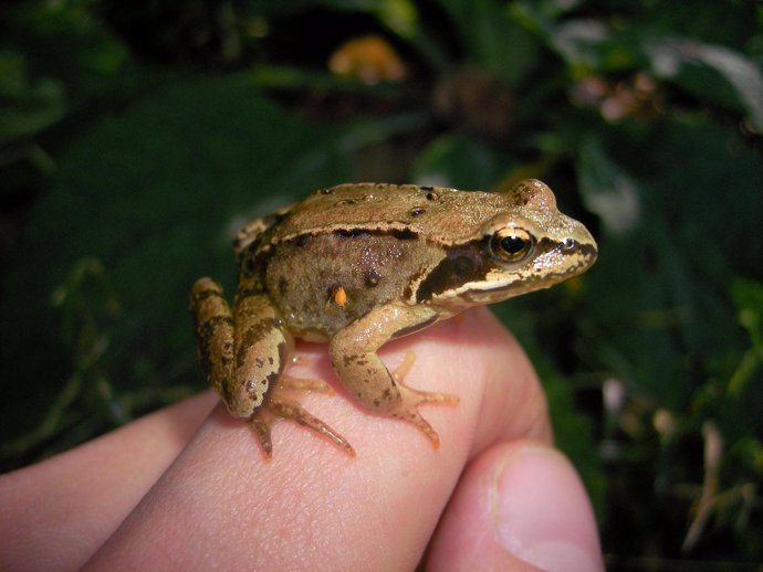 Imagen de una rana en la mano de su propietario