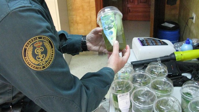 Uno de los especímenes decomisados por ser "muy agresivo" con el medio natural 