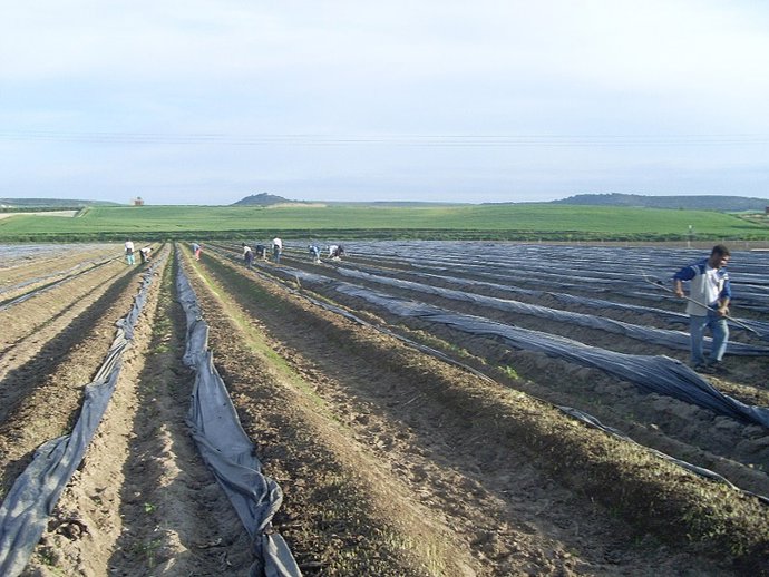 Imagen De Un Campo Sembrado Con Espárragos