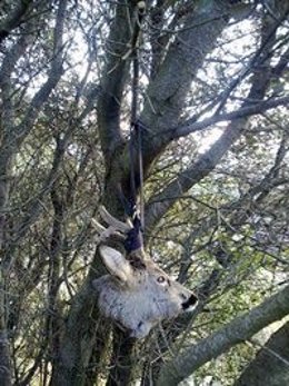 Caza furtiva de un corzo en Senterada (Lleida)