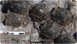 Fósiles de huevos de dinosaurio en el yacimiento de Coll de Nargó (Lleida)