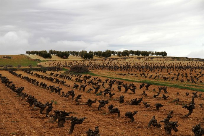  Accor Reforesta En Villacañas (Toledo)
