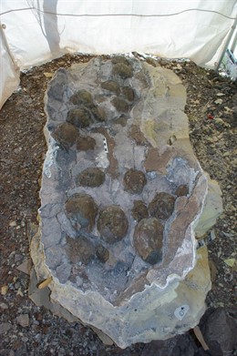 La Puesta De Huevos De Dinosaurio Hallada En Coll De Nargó (Lleida)