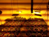 Detienen a un hombre en la capital por tener un invernadero de marihuana en su garaje