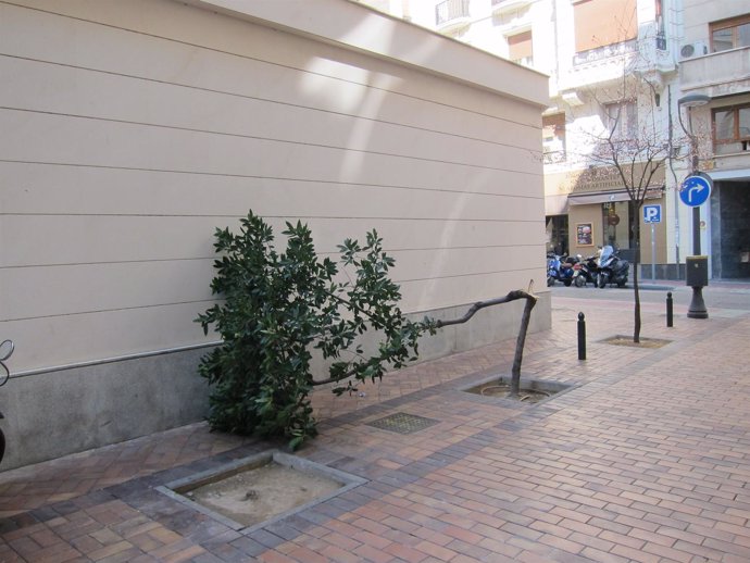 Árbol caído por el aire en Zaragoza