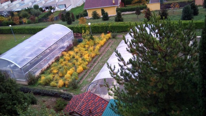 Imagen de un invernadero.