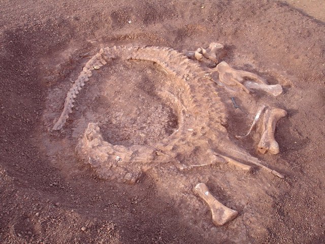 Restos de un dinosario procedente de Níger