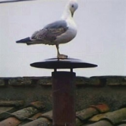 Gaviota sobre la chimenea de la Capilla Sixtina