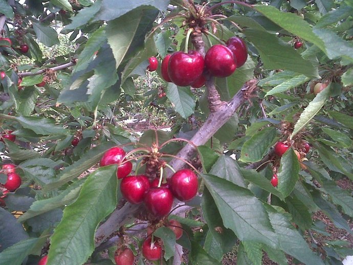 Cerezas de la empresa Edoa