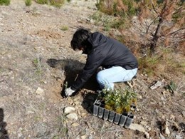 Reforestación, Plantabosques