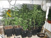 Detenidos dos hombres en la Colònia de Sant Jordi (Mallorca) tras incautarles 121 plantas de marihuana