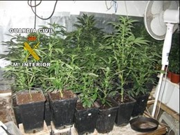 Plantas de marihuana encontradas en la Colònia de Sant Jordi