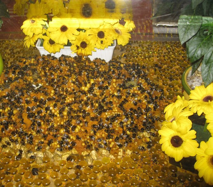 Abejas Para La Polinización